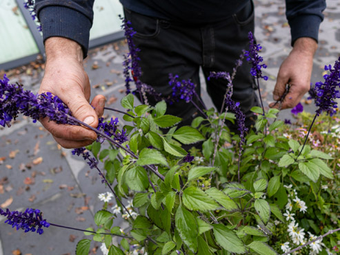Advies na aanleg beers hoveniers
